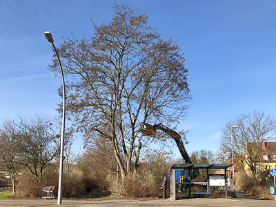 Baumfällung am Bienroder Weg