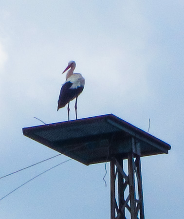 Storch am Butterberg