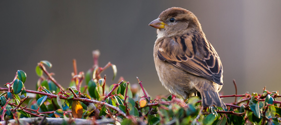 Vogelstimmen