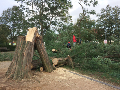 Umgestürzter Baum auf dem Tostmannplatz